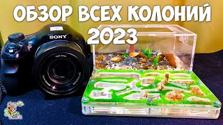 Обзор всех колоний ● Муравьиные новости 2023