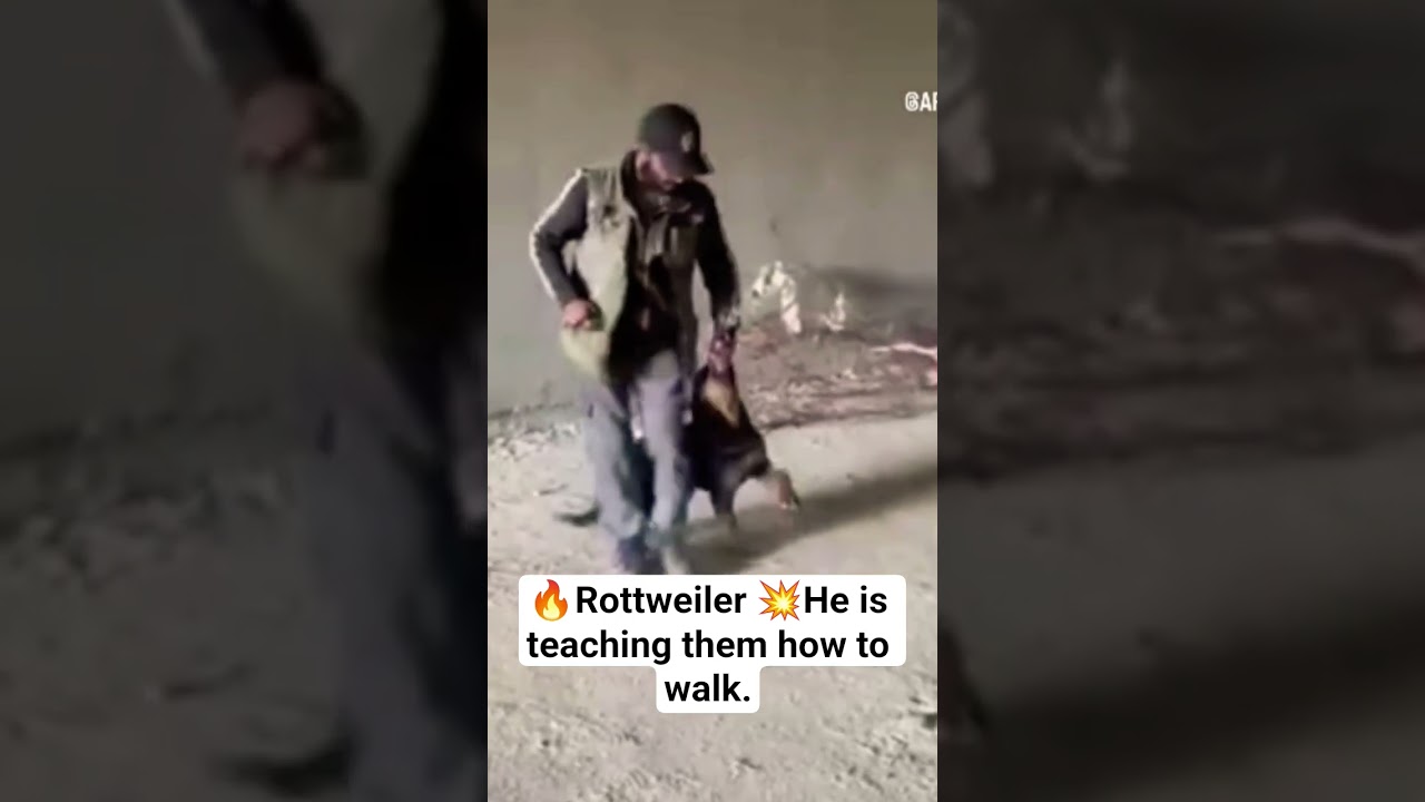 #dogtraining#dog#rottweiler#trend#viral#viralvideo#viralshorts#fun#games#explore