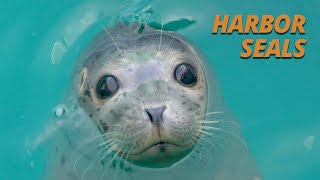Harbor Seals' Super-powered Cuteness (Salish Sea Wild)