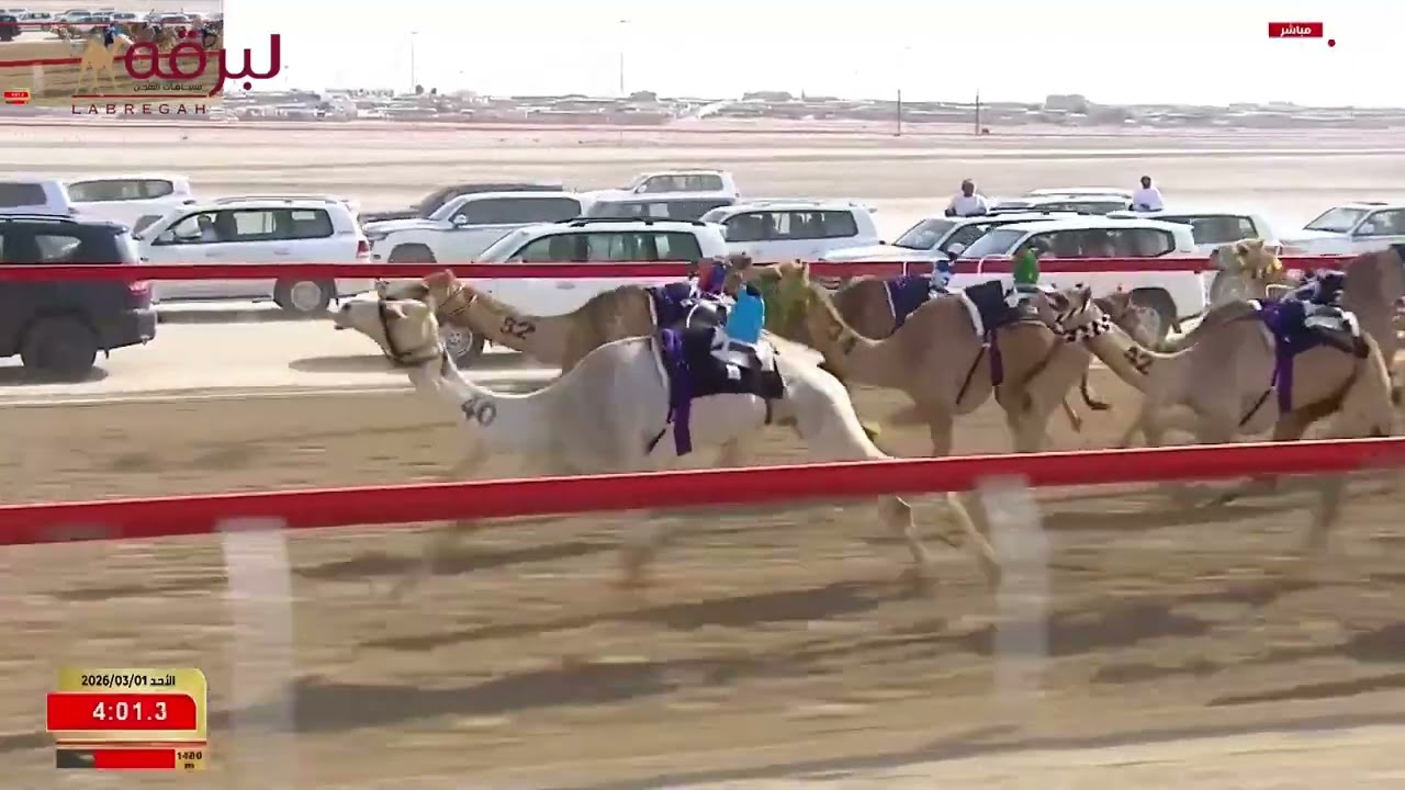 ش4 مروض لـ خليفة محمد بالهول المهيري (مهرجان ختامي الوثبة 01-03-2026) شداد القعدان إنتاج 5:41:07