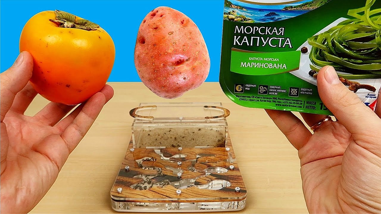 ⁣Сок из Морской капусты, Хурмы и Картошки! Реакция муравьев на соки! Бедная соковыжималка. alex boyko