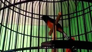 jokowi😮kicau murai batu isian nama jokowi