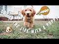 DAY IN THE LIFE WITH A GOLDENDOODLE PUPPY