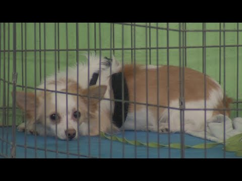 Video: Animales de apoyo emocional vs. perros de servicio: