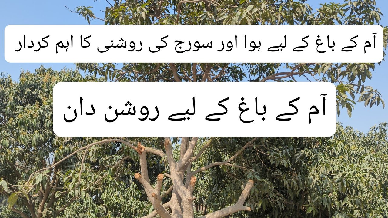 The Key Role of Sunlight for the Mango Garden #foryou #fruit #motivation #speech #sunlight #farming 