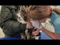 Очень терпеливый кот Мурлок у ветеринара. Пособие для других котиков, как надо себя вести у доктора
