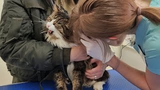 Very patient cat Murlock at the vet. A guide for other cats, how to behave at the doctor's