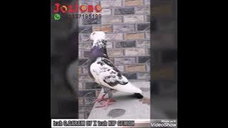 merpati trah gudang garam  #merpatitinggian #merpatitomprang #merpatirumahan #merpatiku 