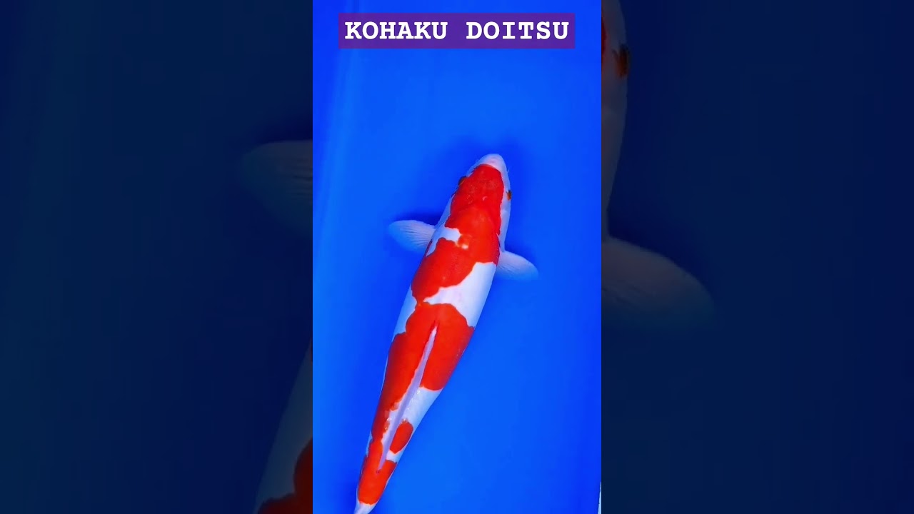 KOHAKU doitsu 