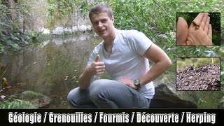 Découverte dans une carrière abandonnée depuis 20 ans ! Grenouilles - fourmilière