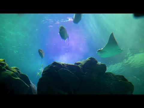 4 فيروز يا مية مسا