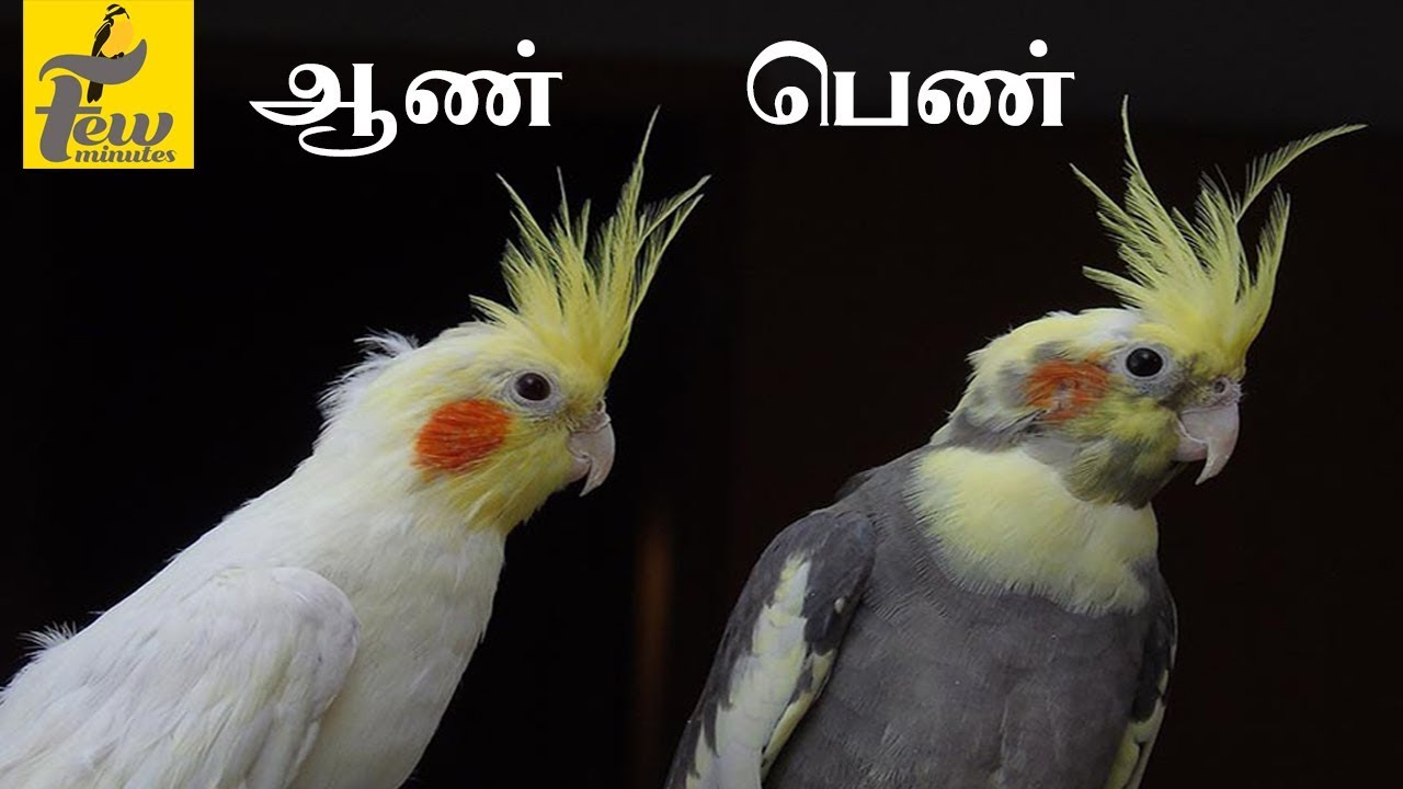 identify male and female cockatiel bird 