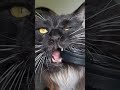 Unser Maine Coon Mädchen Mara, stellt sich vor🤣 #funnycats #mainecoon #mainecooncatlovers #pets