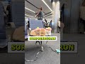 Tres gatos viajan en avión y dejan a los pasajeros sin palabras