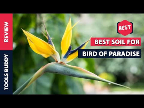 Top 5 Best Soil for Bird of Paradise