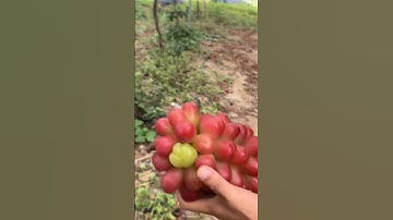 farmer is harvesting grapes #shorts