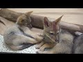 Black backed jackal pups - Wildlife World Zoo