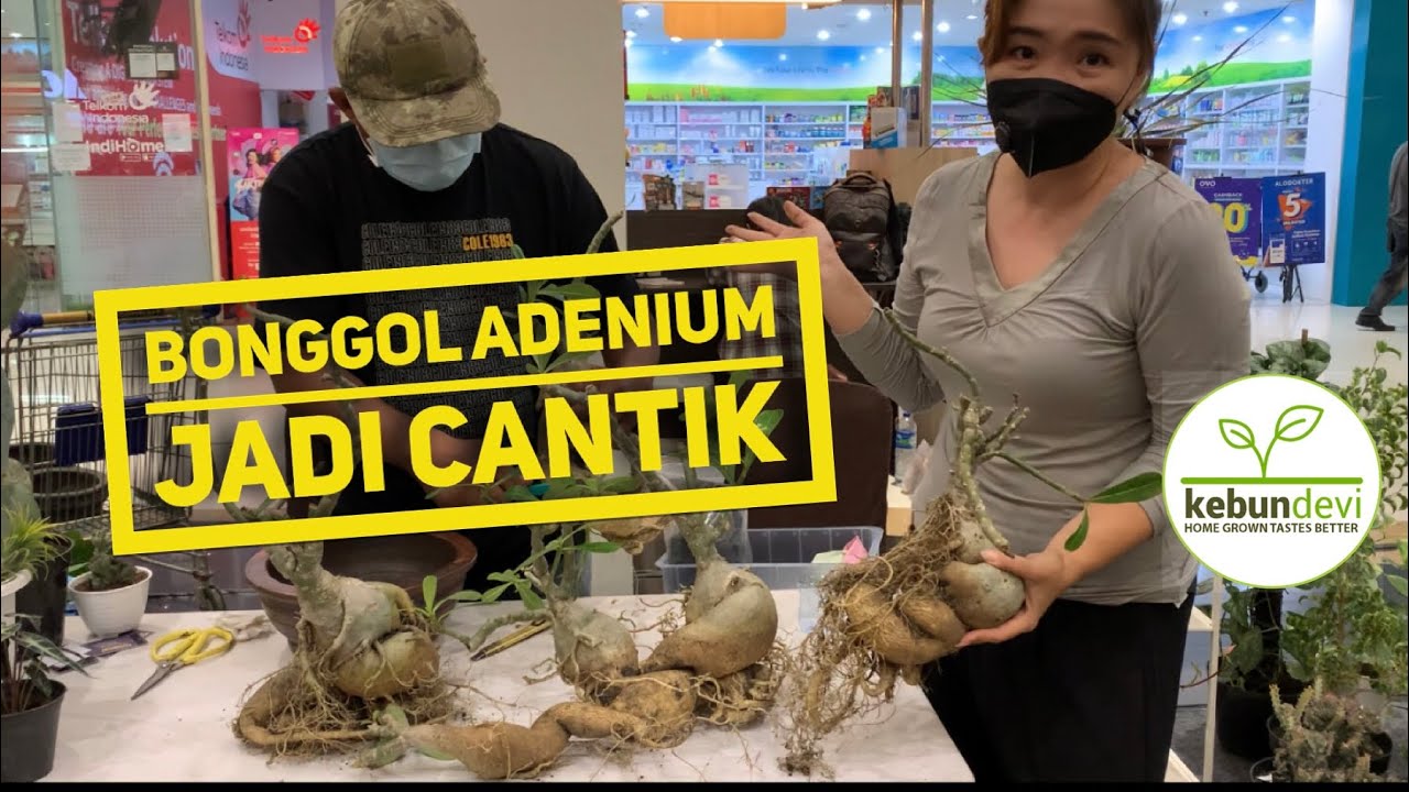 Mempercantik Bonggol Adenium