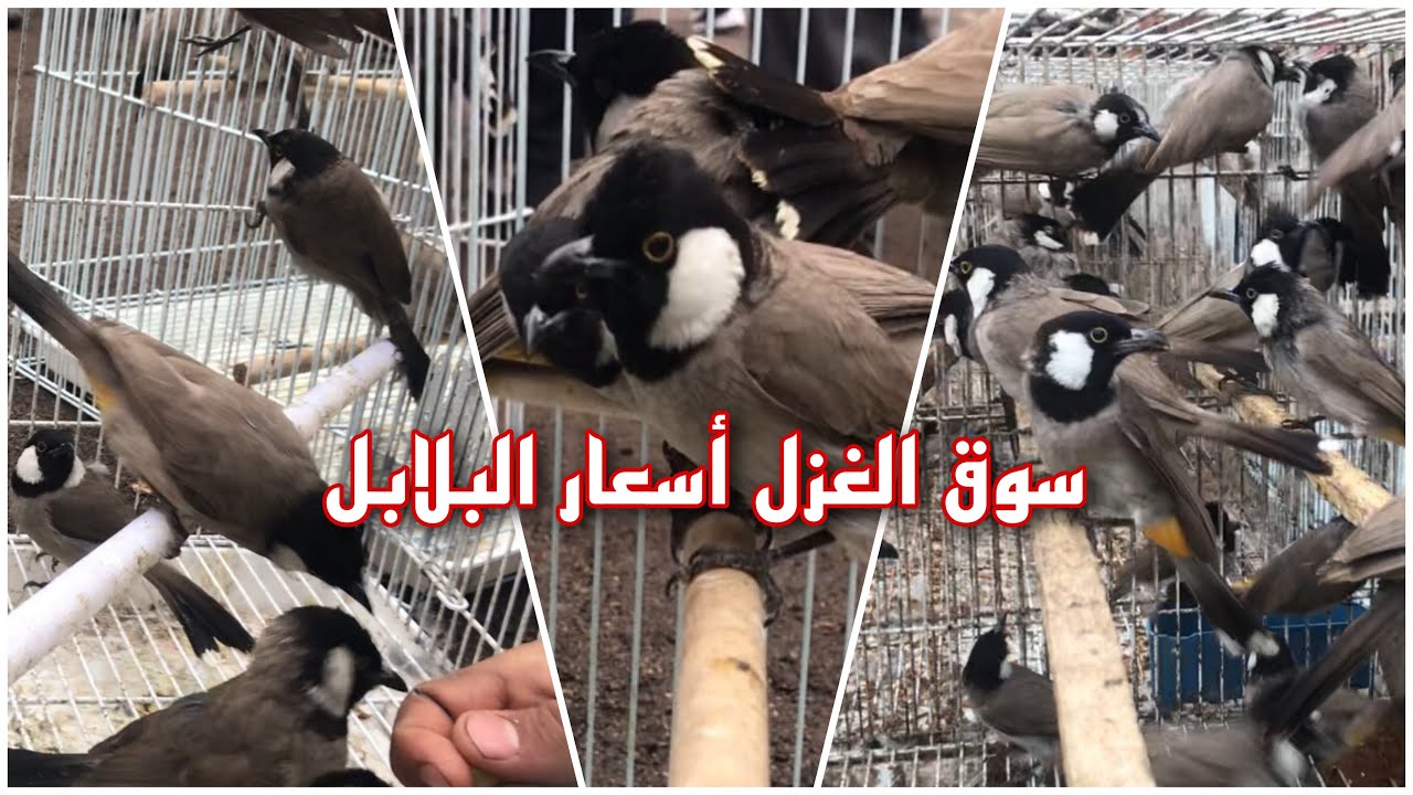 سوق الغزل اسعار البلابل ٢٠٢١/٢/٥