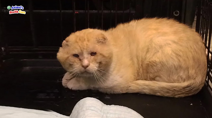Unloved, despised for appearance, He cried for his unexpected ending