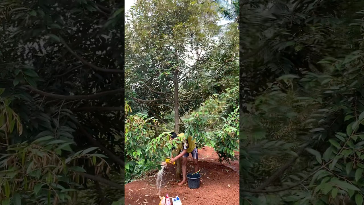 how to fertilize durian fruit trees #shorts#successful farmers#shortvidio