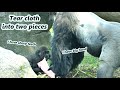 Gorilla D&#39;jeeco&#39;s strong hand and Jabali&#39;s sharp teeth torn cloth into two pieces. /迪亞哥跟Jabali把布撕成兩片