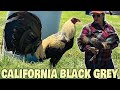 California black grey spring grove farm usa  beautiful birds farm visit