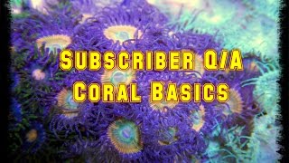 Subscriber Q@A Coral Basics With Mike Lemming | Beginner Guide To Saltwater Aquariums