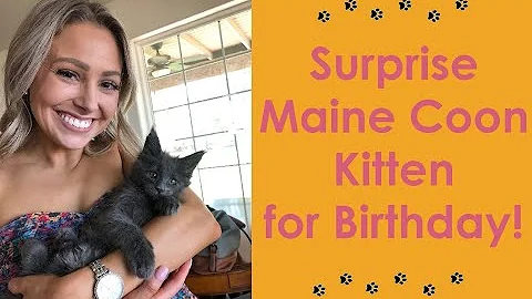 Video 11361171: maine coon kitty, maine coon kitten