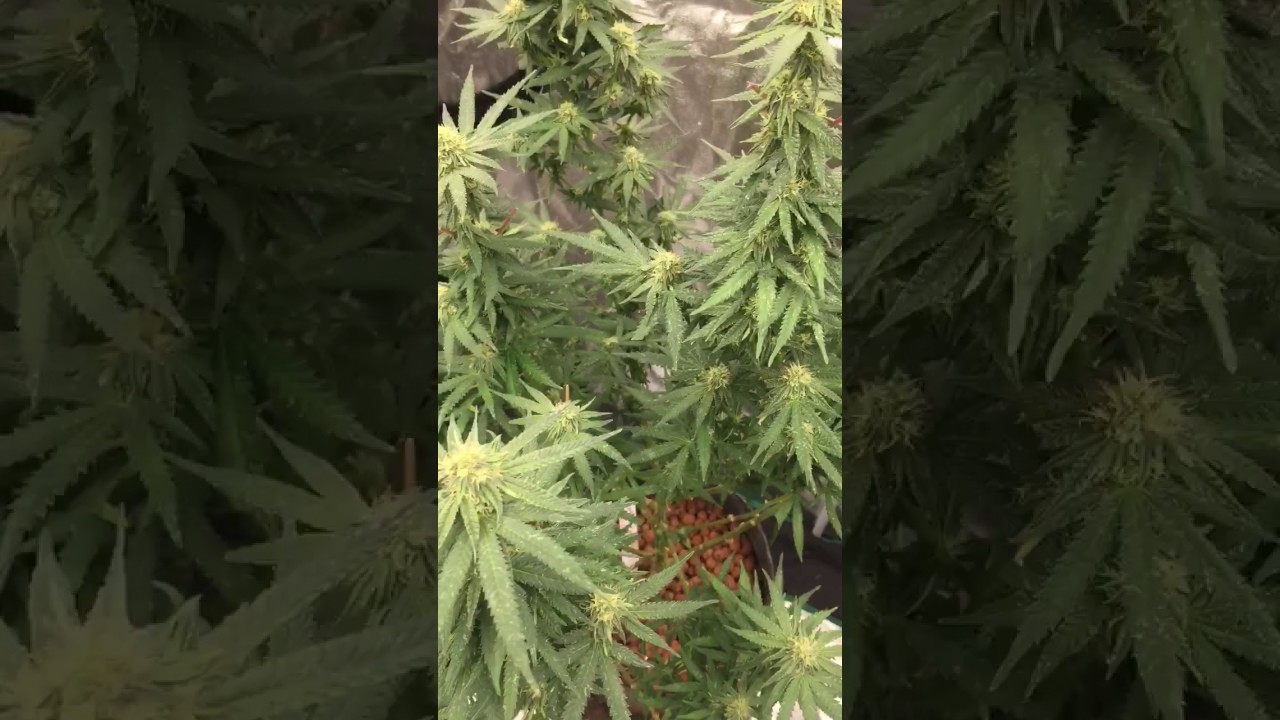 Week 4 Flower DarkHeart Clones