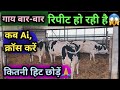 गाय बार बार रिपीट हो रही है कब A.i./ क्रॉस करें😱 कितनी हिट छोड़ें Repeat Breeding  Cow Buffalo 