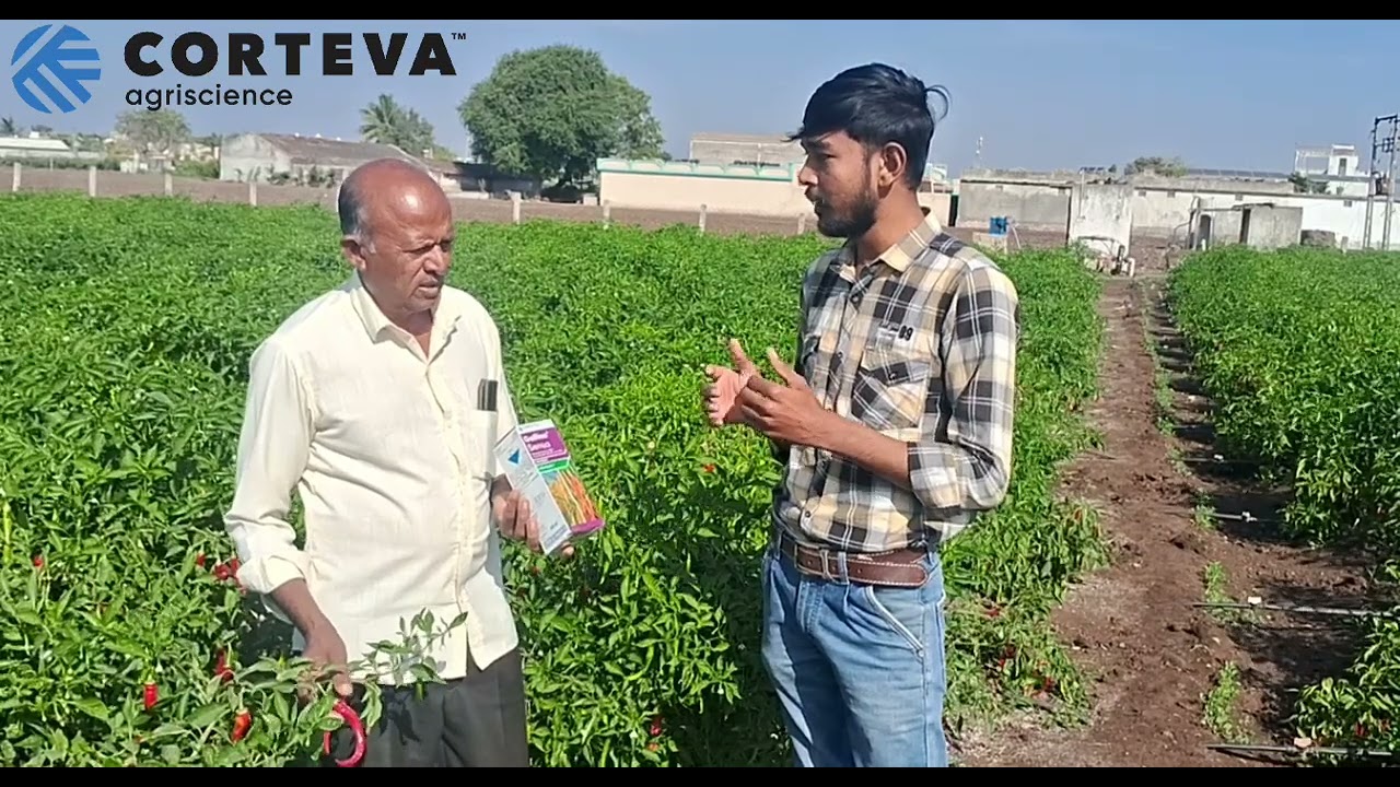 ગેલેલીયો સેન્સા / Galileo sensa / અટકાવો મરચાનો બગાડ (anthracnose) / બનાવો quality મરચા