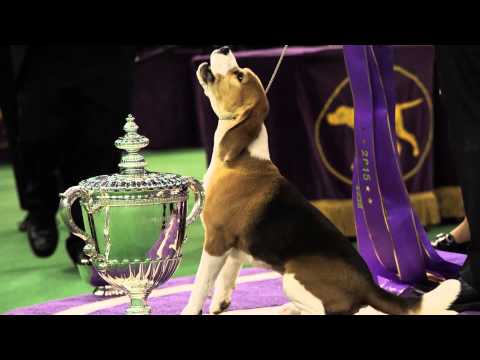 Video: Miss P the Beagle vince il Westminster Dog Show 2015