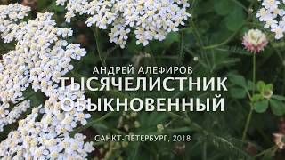 Тысячелистник обыкновенный, Алефиров А.Н.