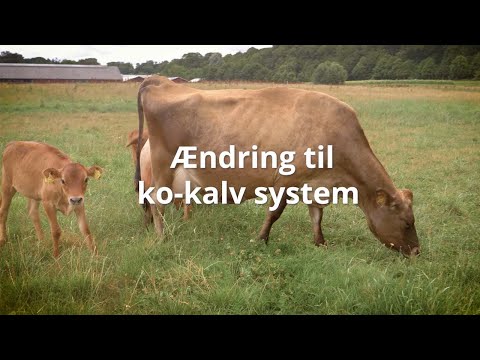 Video: Hvornår er kalvekød færdig?