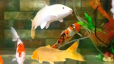 Thả Cá Koi Nhiều Màu Sắc Cho Bể Cảnh Mini Trong Nhà