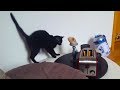 Cats vs toasters