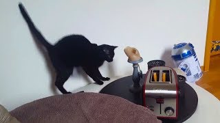 Cats vs. Toasters by CrazyFunnyStuffCFS 99,162 views 5 years ago 1 minute, 54 seconds