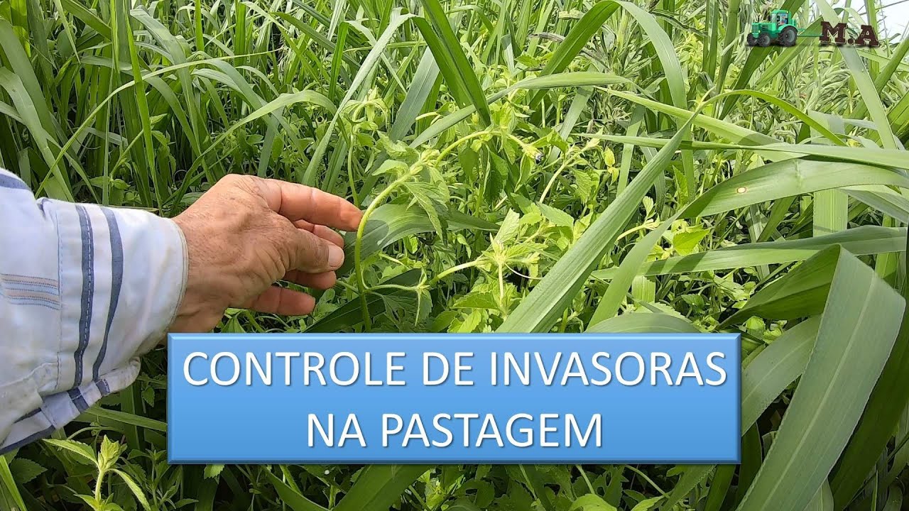 Controle de invasoras na pastagem