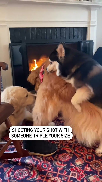 When a Small Dog tries to Hump your Big Dog...