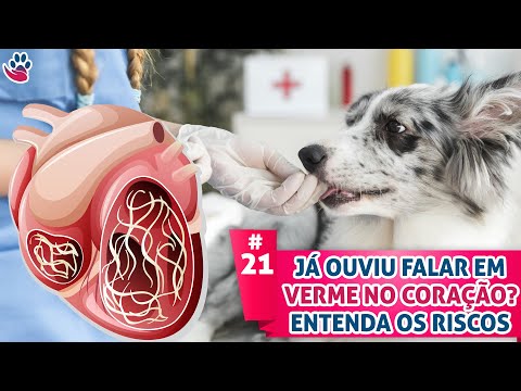 Vídeo: Heartworms São Contagiosos Em Cães?