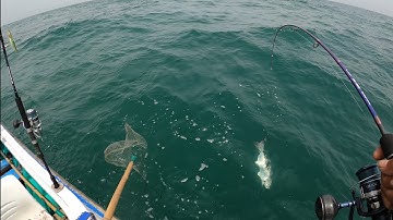 Câu Jig trúng đậm ổ cá chác biển cùng ae,cá ăn liên tục.Câu jig gần bờ (P2)