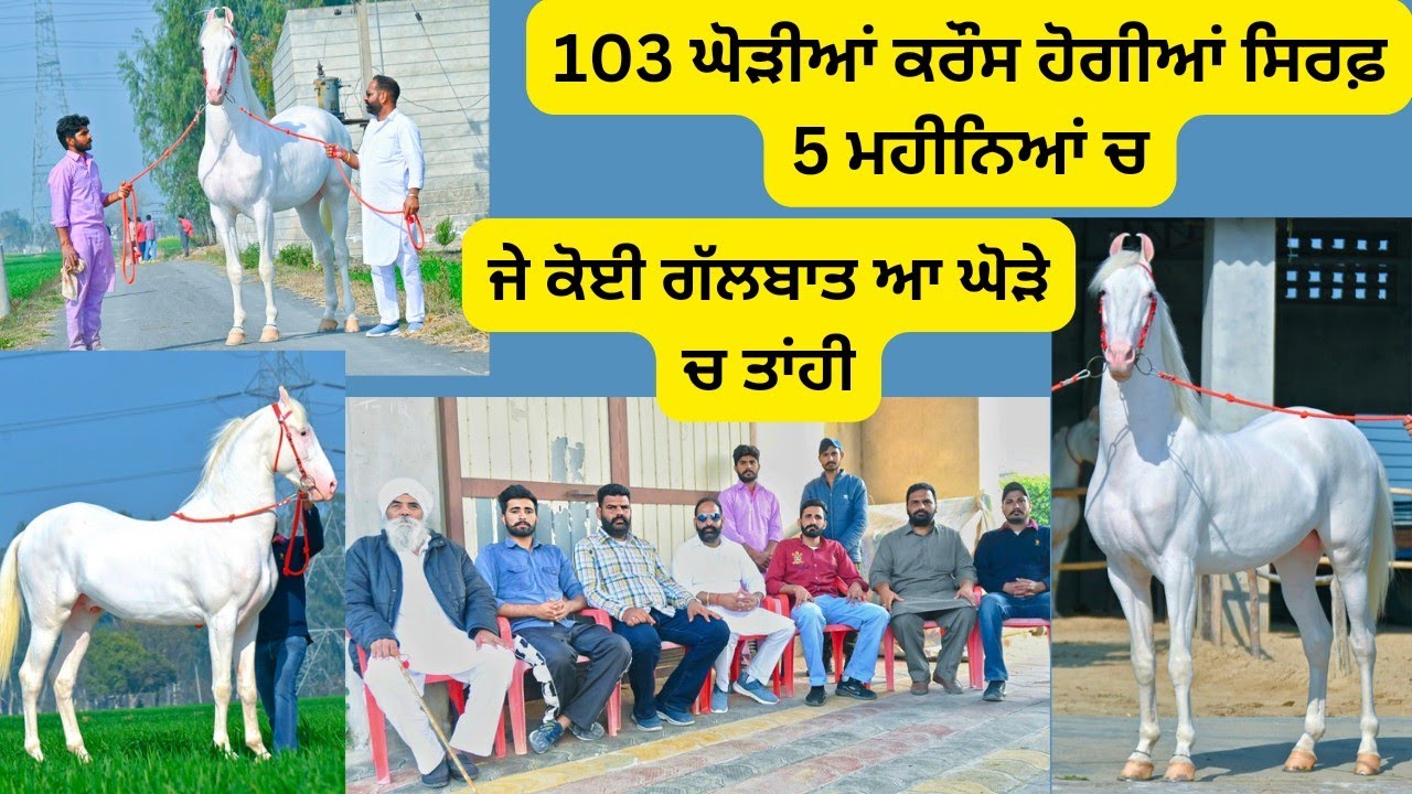 ਸੋ਼ਅ ਲੜਨੇ ਤਾਂ ਏਸ ਬਲੱਡ ਲਾਈਨ ਦੇ ਘੋੜਿਆਂ ਨੂੰ ਵਿਰਾਸਤ ਚ ਈ ਮਿਲਿਆ,ਮੇਲਾ ਖੜਾ ਦਿੰਦਾ ਜਿੱਥੇ ਜਾਂਦਾ ਕਰੋ ਦਰਸ਼ਨ