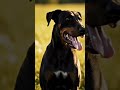 Unknown Dog in the World 🌍🐶 Can You Guess This Breed? #Shorts