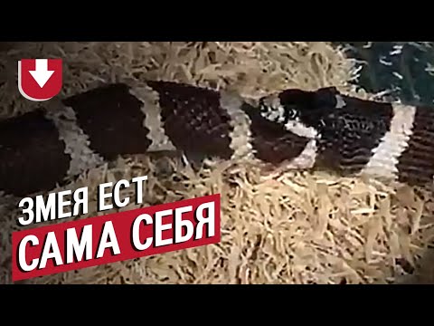 Змея ест сама себя