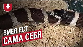 Змея ест сама себя