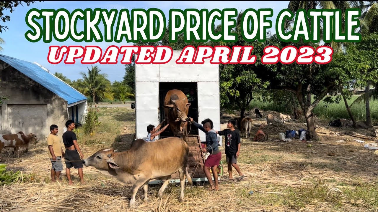 STOCKYARD PRICE OF CATTLE UPDATED APRIL 2023 SOLLE'S GANDANG BUHAY YouTube