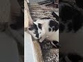 Buna dimineața. toată familia este aici :)