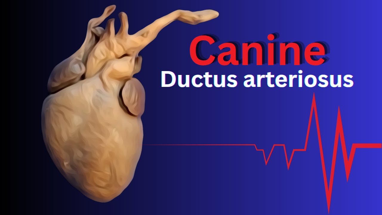 Ductus Arteriosus in Dog and Heart Anatomy: 11-Day-Old Puppy Explained (Educational)