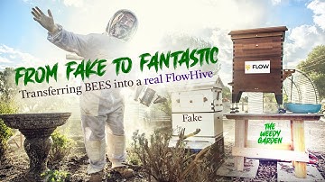 FROM FAKE TO FANTASTIC - Transferring Bees into a Real Flow Hive